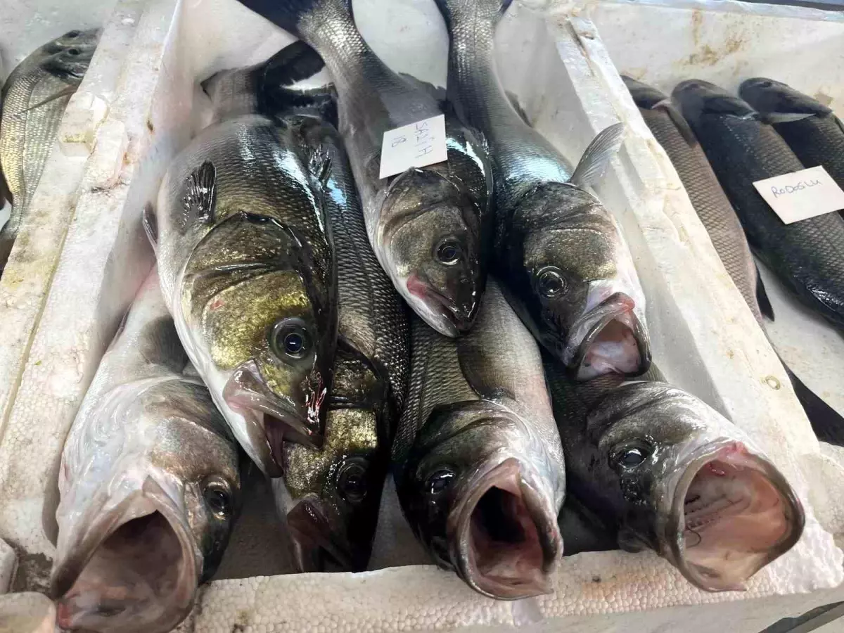 İzmir’de Taze Balık Mezatı Geleneği