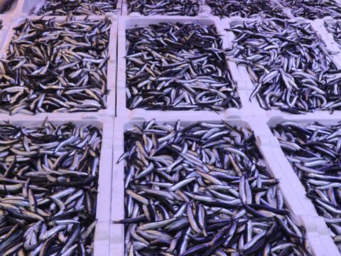 rizede balik tezgahlarinda hamsi bollugu yasaniyor 8RbZJN3t.jpg