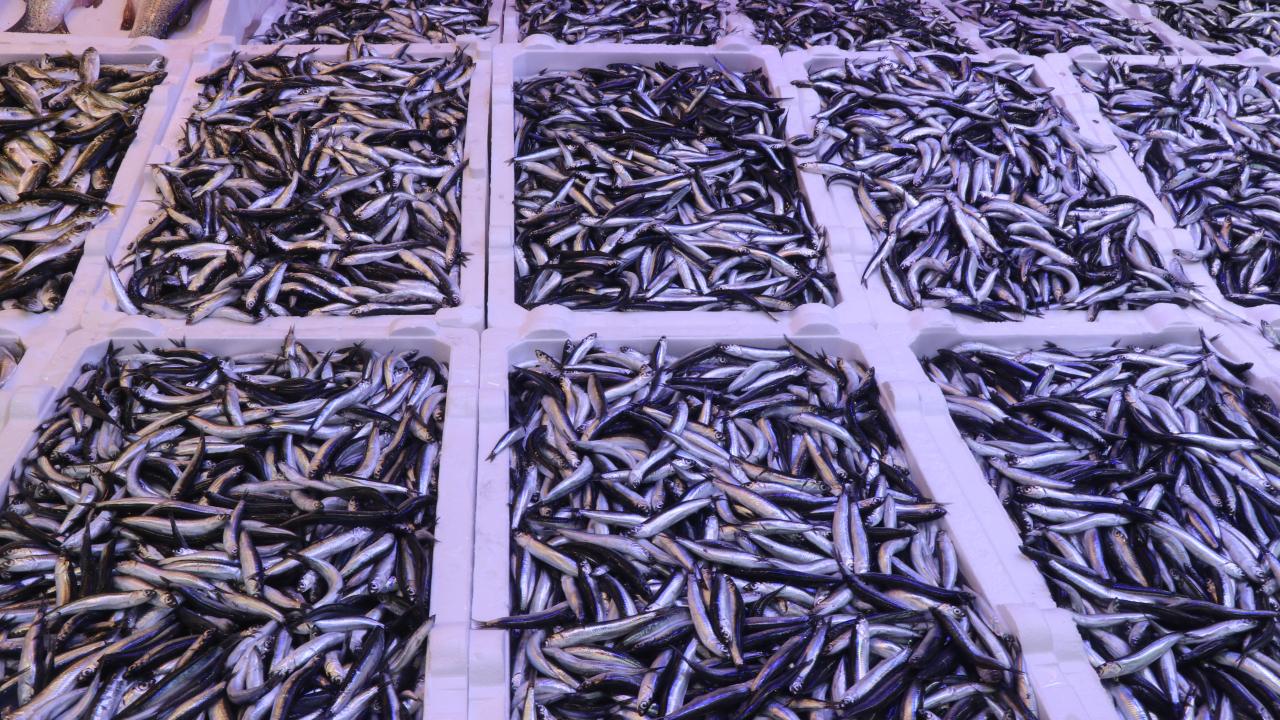 rizede balik tezgahlarinda hamsi bollugu yasaniyor 8RbZJN3t.jpg