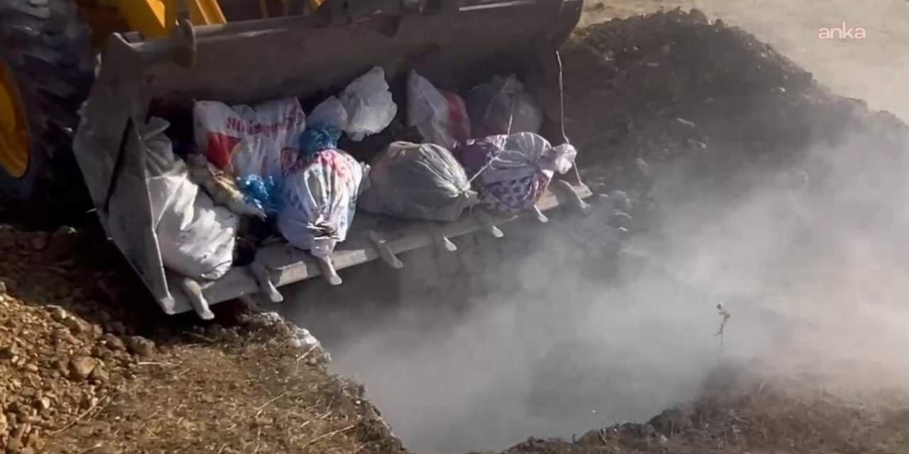 hakkaride hayvan katliami yuzlerce hayvan canli canli gomuldu 2T4FVETu.jpg