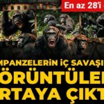 sempanzelerin-ic-savasinin-goruntuleri-ortaya-cikti-en-az-28i-oldu-4tuwkRTO