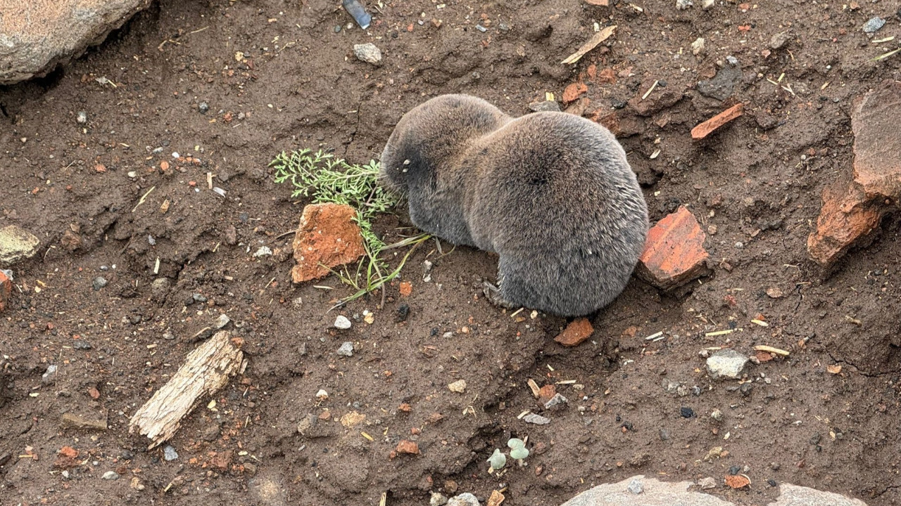 Aşırı Yağışlar Nedeniyla Yüzeye Çıkan Nadir Kör Fareler